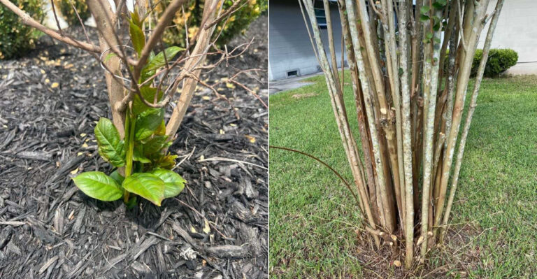 Why California Crape Myrtles Keep Sending Up Shoots From The Base In Late Summer