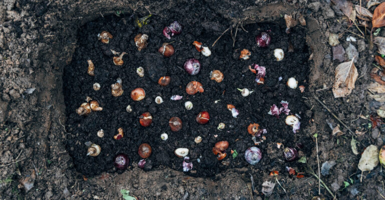 fall bulbs