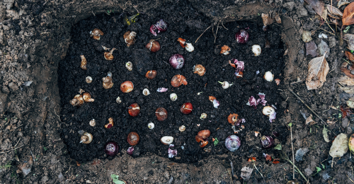 fall bulbs