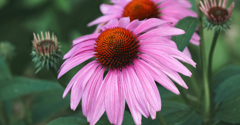 The One Thing Oregon Coneflowers Need Before Summer Ends