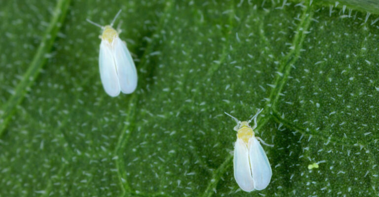 What It Means When Your Sweet Potato Vines Are Covered In Whiteflies