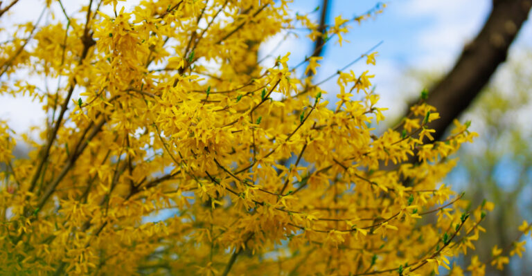 forsythia