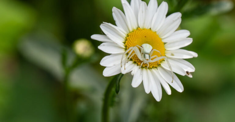 Common Oregon Garden Spiders Every Homeowner Should Know Before Removing Them