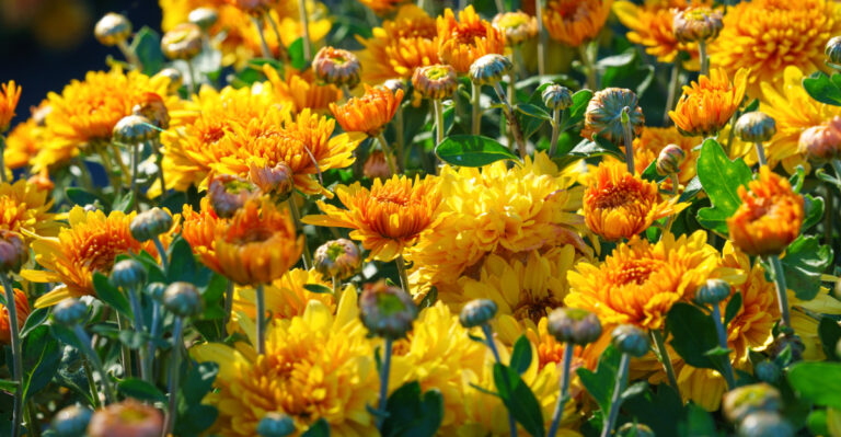 Chrysanthemum (featured image)