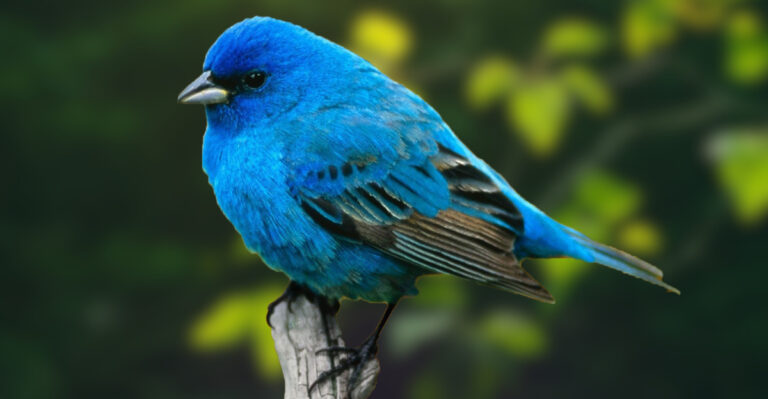 indigo bunting