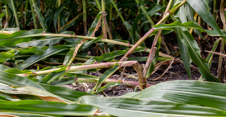 Why Some Delaware Corn Fields Are Quietly Falling Short This Season
