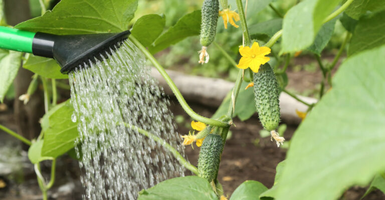 The Cucumber Watering Mistakes That Can Ruin A California Harvest