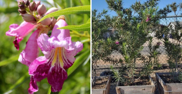 This Arizona Shade Tree Won’t Cover Your Patio In Seed Pods