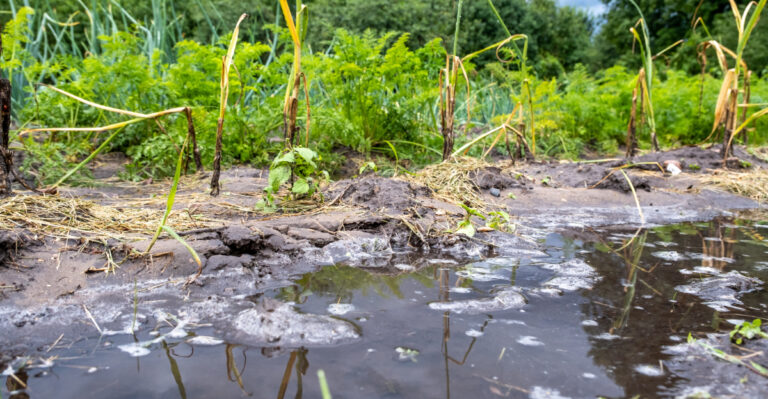 Why You Should Stop Ignoring Pooling Water In Ohio Garden Beds Today