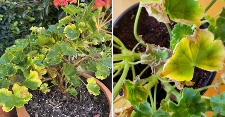 The Real Reason Geranium Leaves Turn Yellow