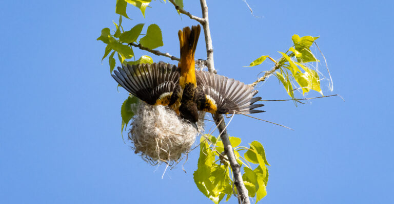 Male Baltimore Oriole building its nest