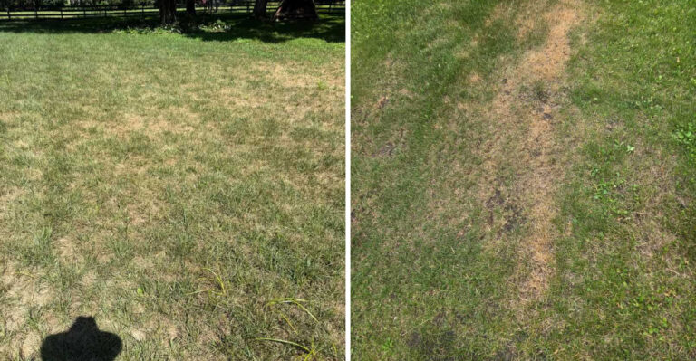 What It Really Means When Your Texas Lawn Crunches Underfoot In August