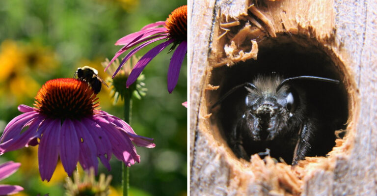 The Oregon Yard Cleanup Mistake That Removes Next Spring’s Native Bee Nests