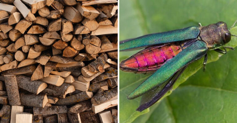 Your Firewood Could Be Spreading This Invasive Beetle Across Minnesota