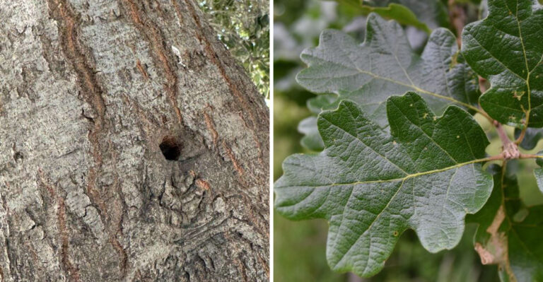 What The Spread Of Mediterranean Oak Borer Means For Native Oregon Trees