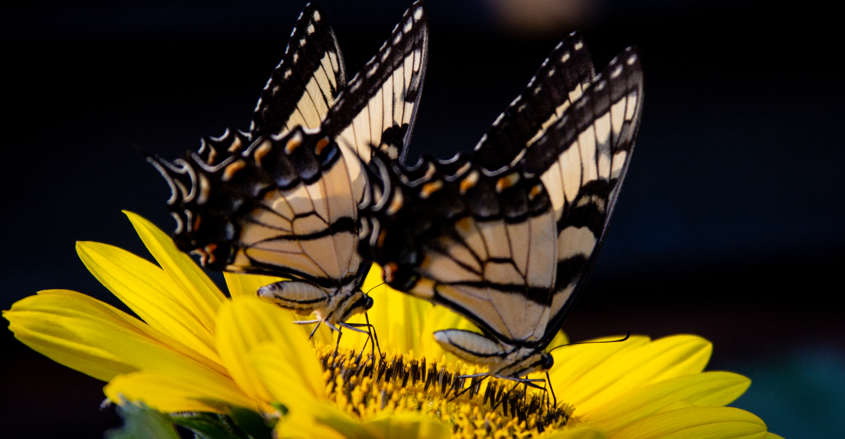 Eastern Tiger Swallowtails