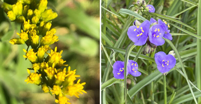 Georgia Native Flowers That Feed Pollinators When The Drought Dries Everything Else