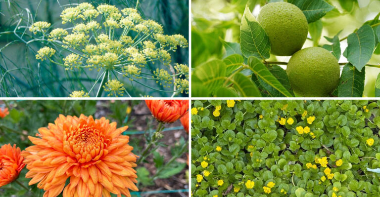 These 8 Plants Don’t Belong Near Your Roses