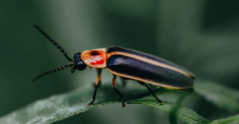 The Meaning Behind Seeing Fewer Fireflies In Your Wisconsin Backyard