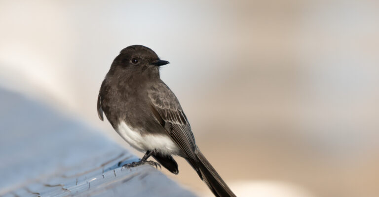What It Means When A Black Phoebe Nests Under Your California Patio Roof