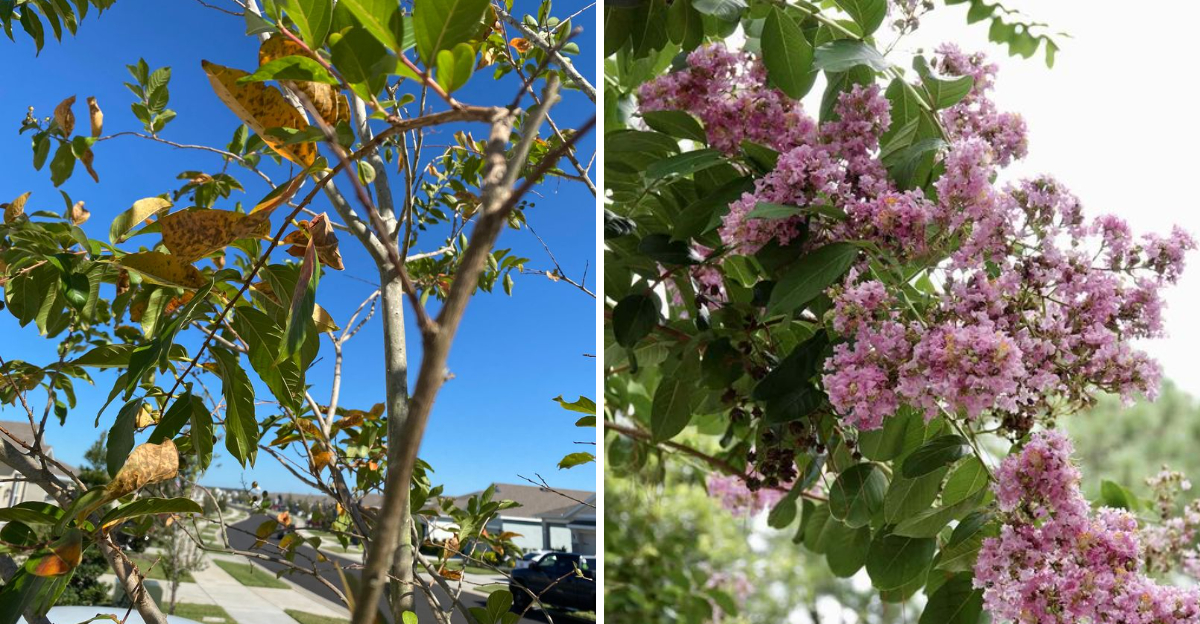 crape myrtle