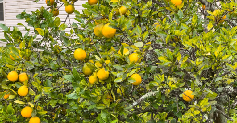 lemons