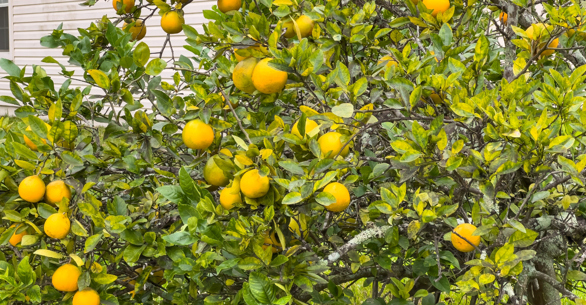 lemons
