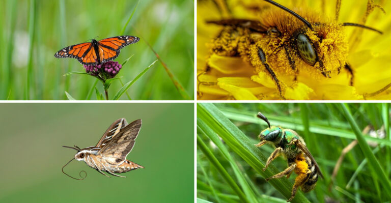 Did You Notice Which Pollinators Have Disappeared From Georgia Yards This Week?