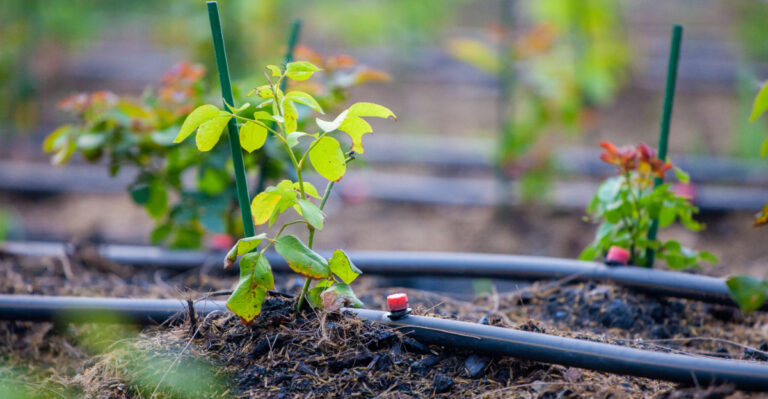 roses drip irrigation