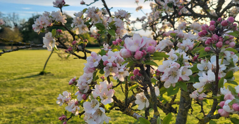 Reasons Your Oregon Apple Tree Blossoms But Produces Almost No Fruit