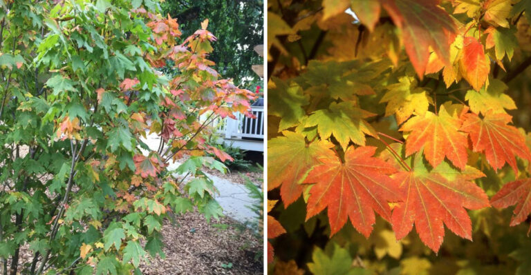 Why Vine Maple Deserves A Spot In More Oregon Backyards