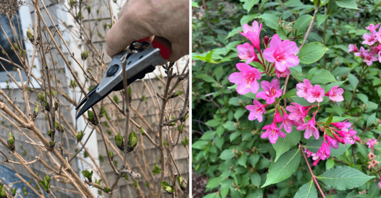 What Georgia Gardeners Should Never Cut Back Until The Extreme Heat Breaks