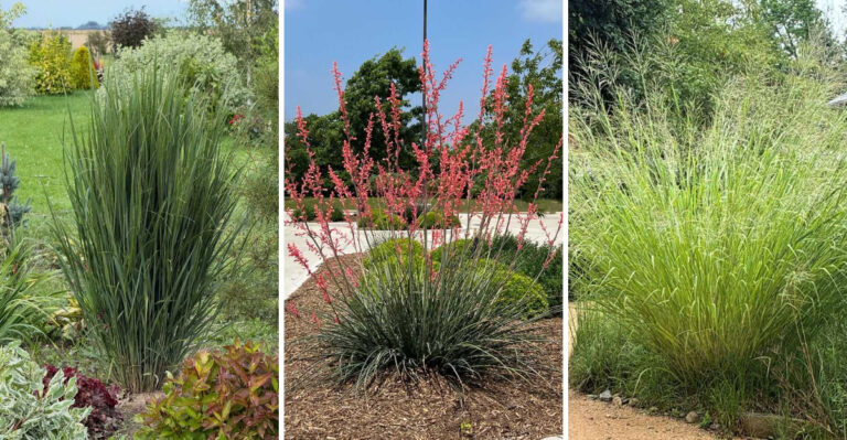 Privacy Plants Texas Homeowners Are Using Instead Of Pampas Grass That Create The Same Drama Without The Fire Risk