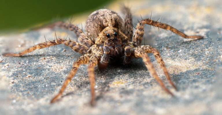 wolf spider (featured image)