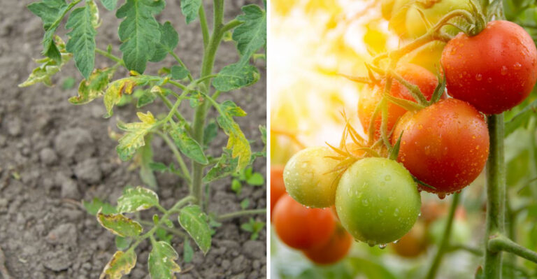 tomatoes