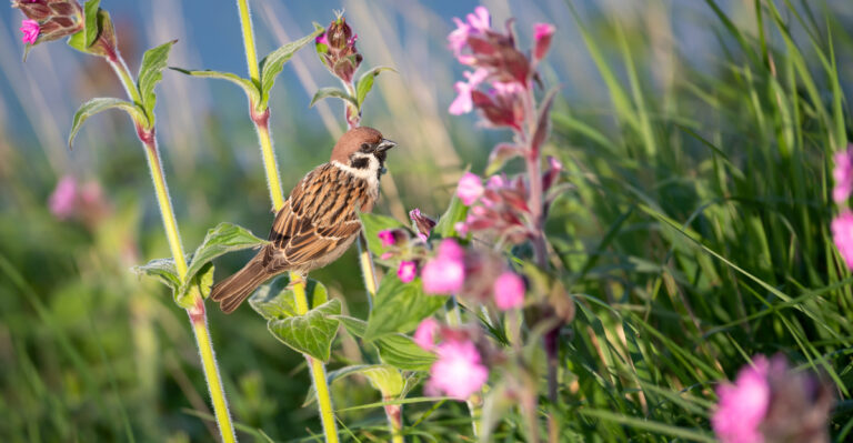 bird on flower