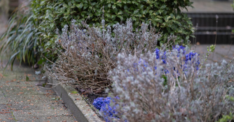Why Lavender Turns Woody Over Time (And How To Fix It For Good)