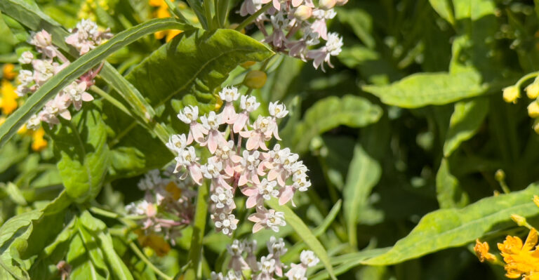 Why Some California Butterflies Are Skipping Gardens Without This One Native Plant