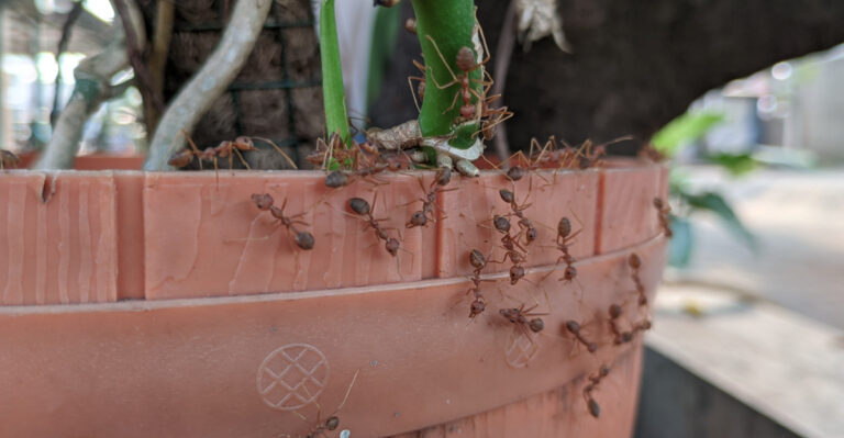 Are These Arizona Yard Mistakes Attracting More Ants To Your Container Garden?