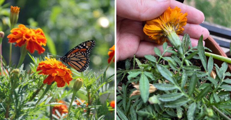 The One Thing North Carolina Marigolds Need In August Before Spider Mites Take Over
