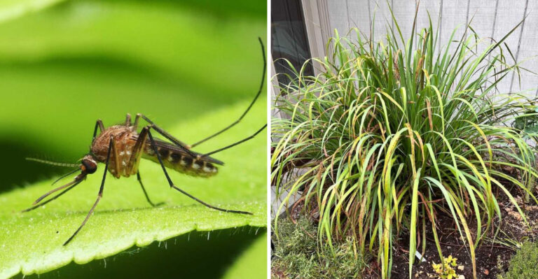 mosquito and lemongrass
