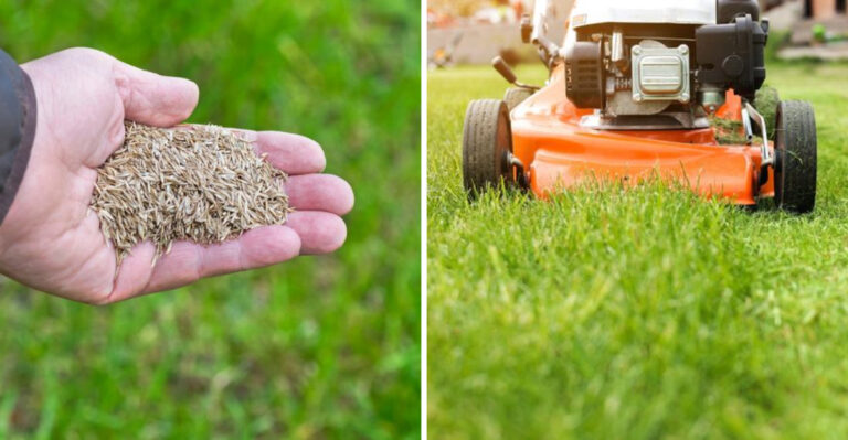 Why August Is Actually The Best Time To Start Fall Overseeding Prep In Florida