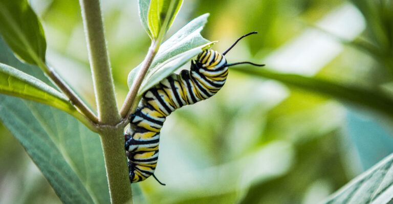 If You See This Caterpillar In Your California Garden, Leave It Alone