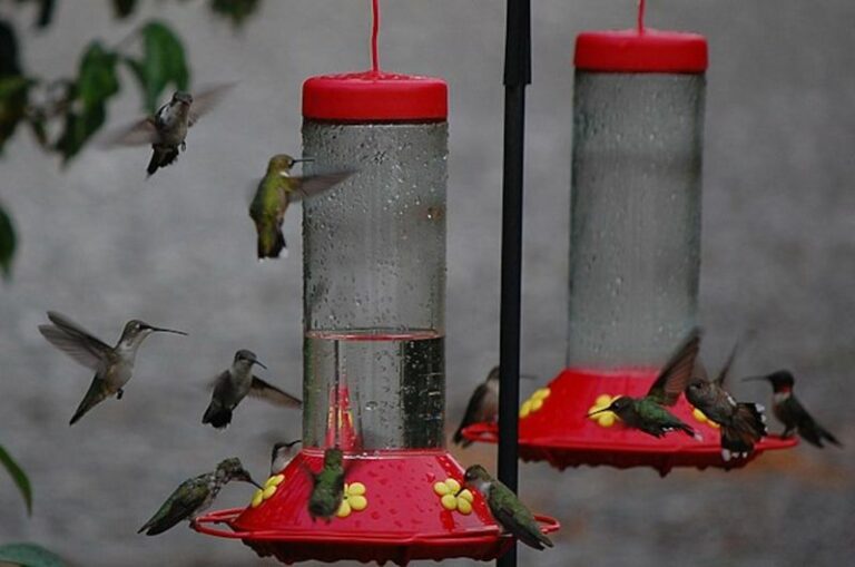 Why Hummingbirds Vanish From North Carolina Yards In Early September, And The One Feeder Move That Keeps Them Longer