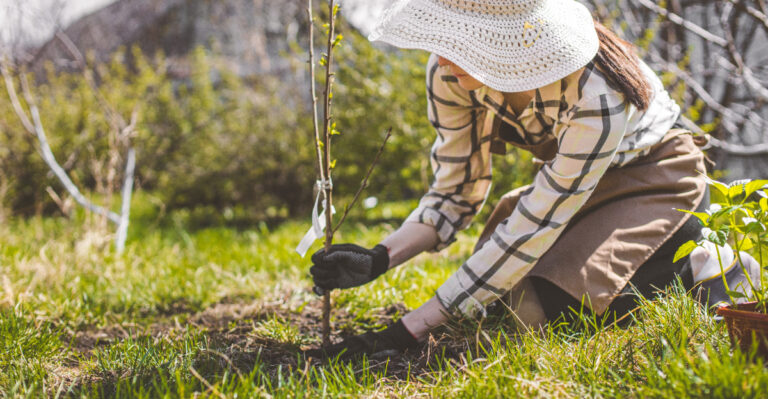 How To Grow A Cherry Tree From Seed, And What Happens Once Colorado’s Weather Gets Involved
