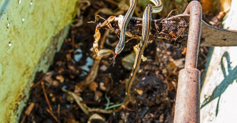 garter snake