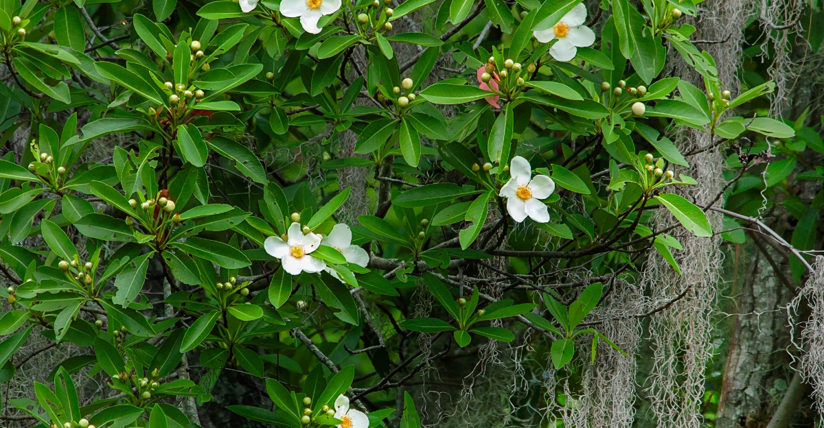 loblolly bay flowers