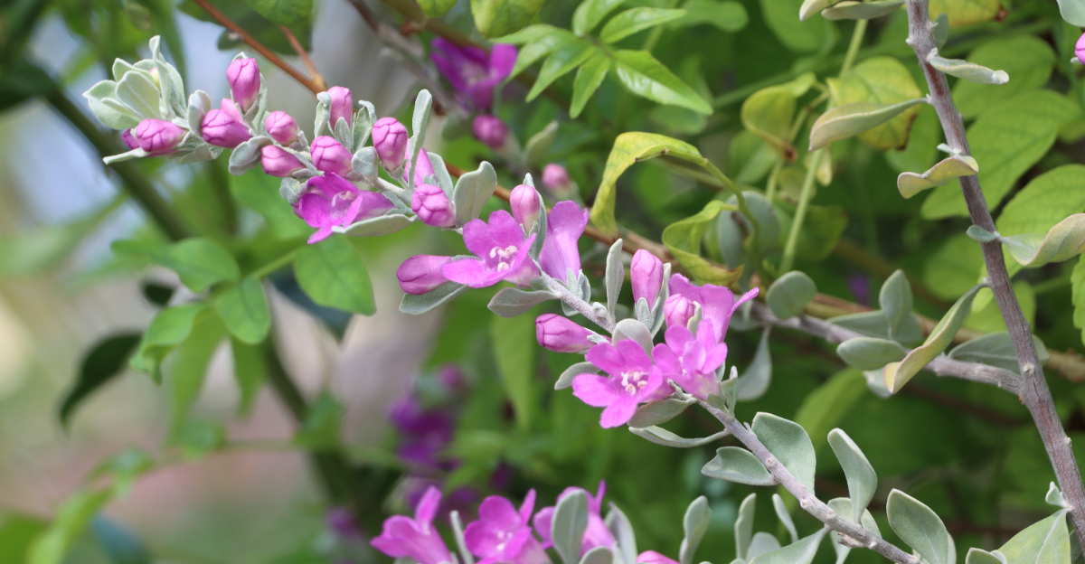 texas sage (featured image)