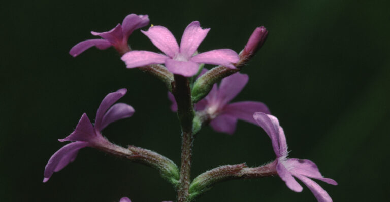 This Beautiful Alabama Wildflower Is Secretly A Parasite