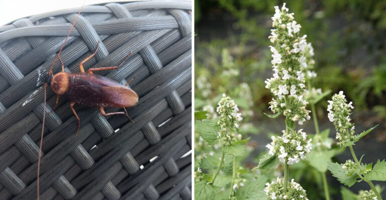The Georgia Herb That Can Help Make Your Porch Less Appealing To Roaches